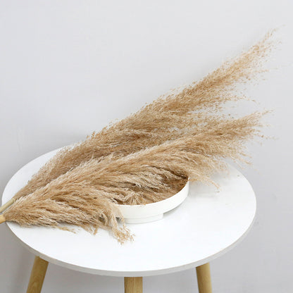 Bulk Dried Reed Flower Bouquet for Nordic Wedding Decor