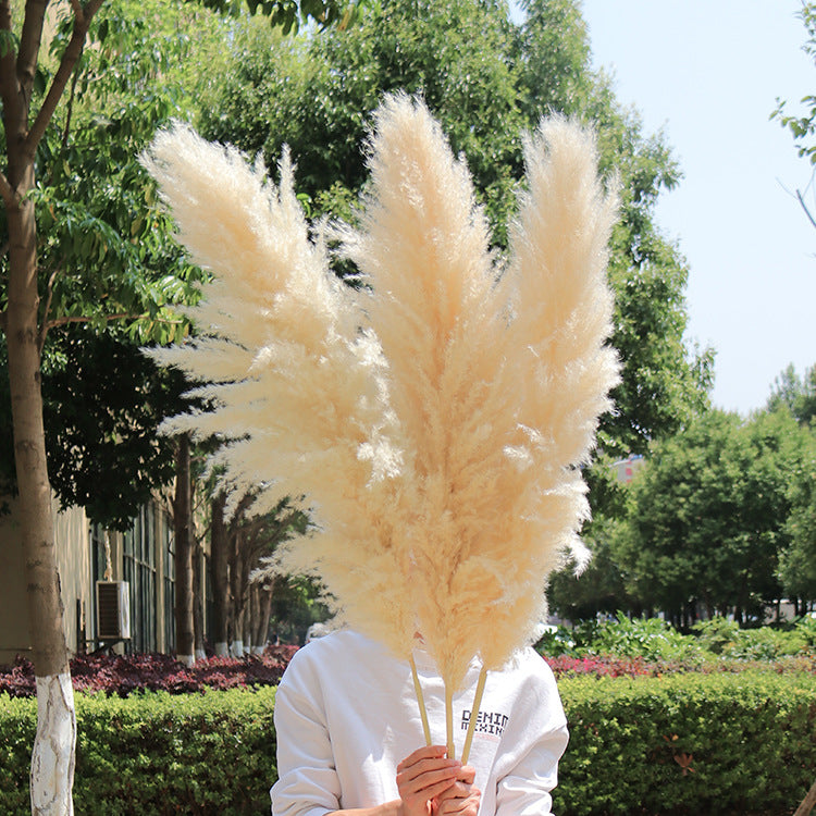 Bulk Dried Reed Flower Bouquet for Nordic Wedding Decor