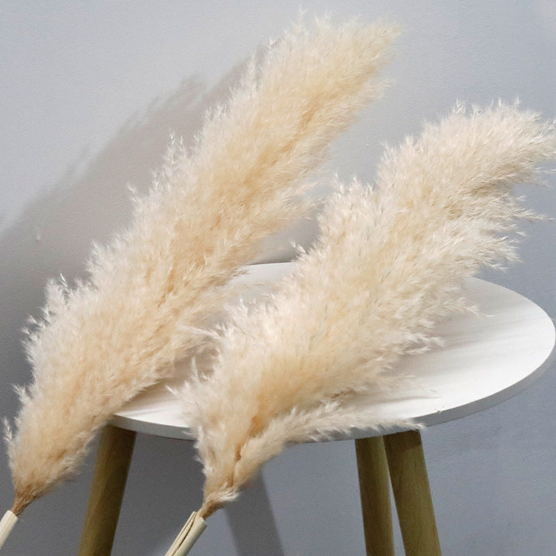 Bulk Dried Reed Flower Bouquet for Nordic Wedding Decor
