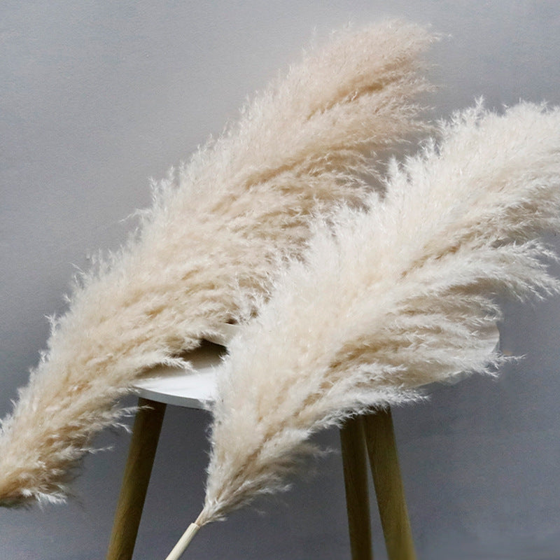Bulk Dried Reed Flower Bouquet for Nordic Wedding Decor